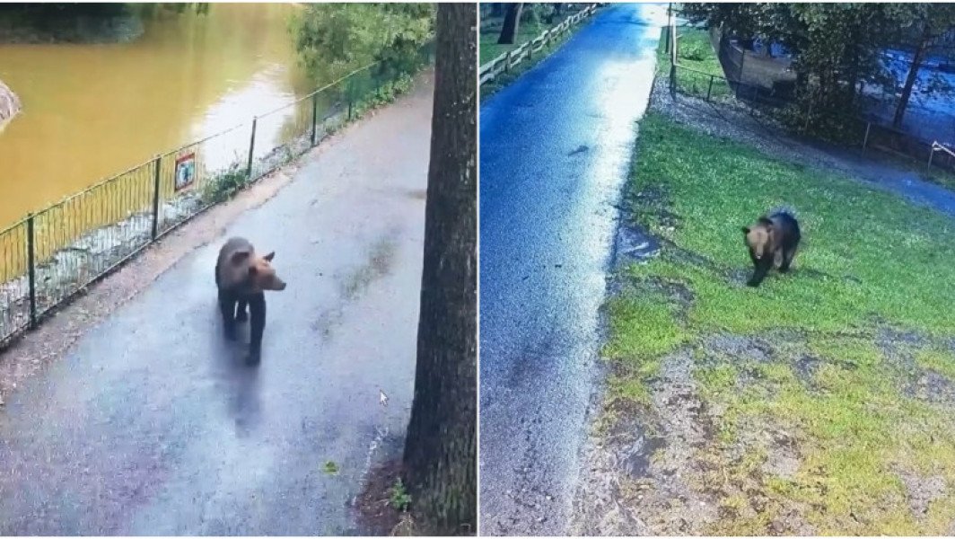 Urs liber pe aleile Grădinii Zoologice din Târgu Mureș